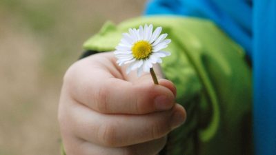 9250 Kinderhand mit Gänseblümchen